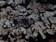 Pannaria xanthomelana