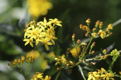 Senecio linearifolius latifolius