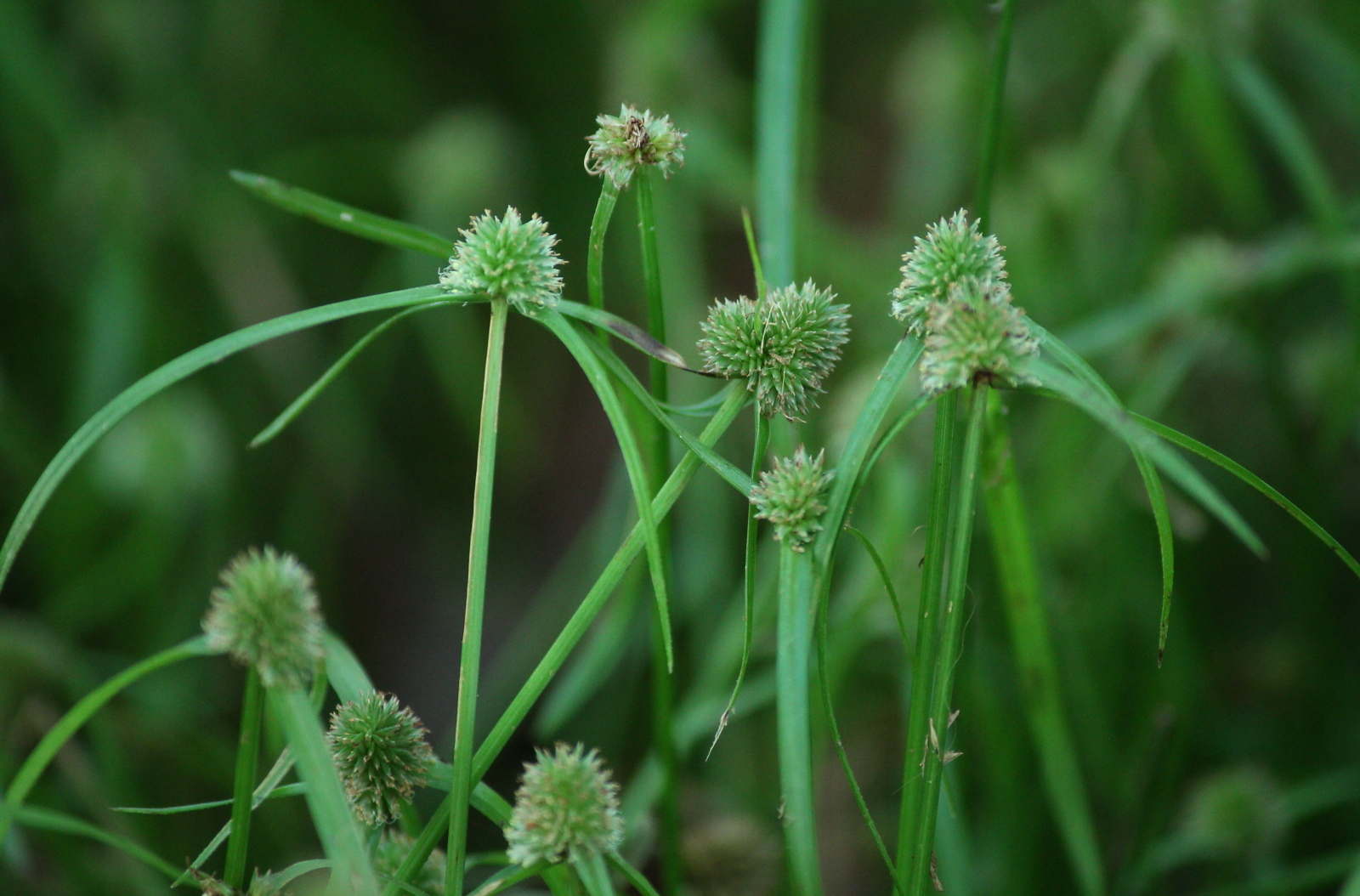 Cyperus hortensis