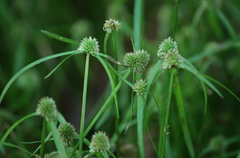 Low spikesedge
