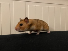 Mesocricetus auratus