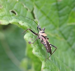 Rhynocoris neavei