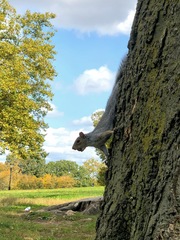 Sciurus carolinensis