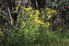 Senecio linearifolius latifolius
