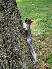 Sciurus carolinensis