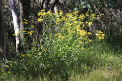 Senecio linearifolius latifolius