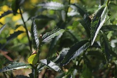 Senecio linearifolius latifolius