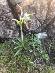 Fritillaria biflora biflora