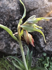 Fritillaria biflora biflora
