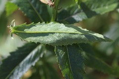 Senecio linearifolius latifolius