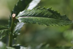 Senecio linearifolius latifolius