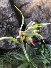 Fritillaria biflora biflora