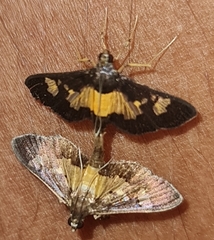 Salbia zena