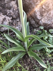 Fritillaria biflora biflora