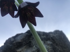 Fritillaria biflora biflora