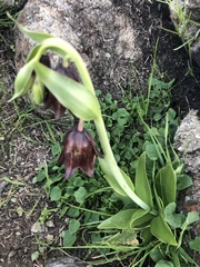 Fritillaria biflora biflora