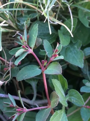 Euphorbia vermiculata