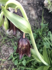 Fritillaria biflora biflora