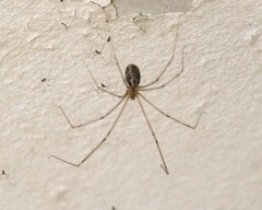 Smeringopus natalensis