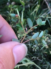 Euphorbia vermiculata