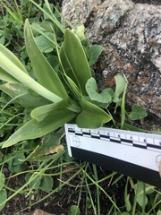 Fritillaria biflora biflora
