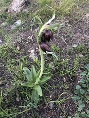 Fritillaria biflora biflora