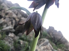 Fritillaria biflora biflora