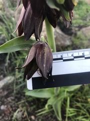 Fritillaria biflora biflora