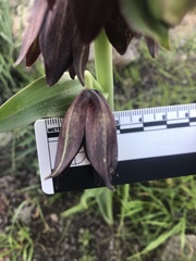Fritillaria biflora biflora