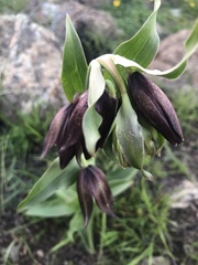 Fritillaria biflora biflora
