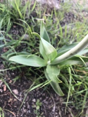Fritillaria biflora biflora
