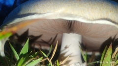 Agaricus