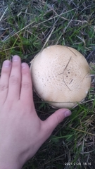 Agaricus