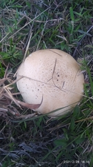 Agaricus
