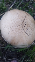 Agaricus