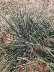Yucca louisianensis
