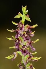 Genoplesium morrisii