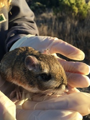 Dipodomys heermanni
