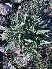 Phacelia imbricata imbricata