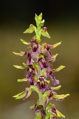 Genoplesium morrisii