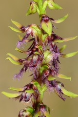 Genoplesium morrisii