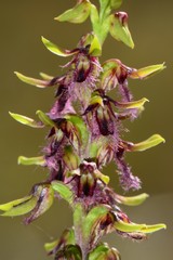 Genoplesium morrisii