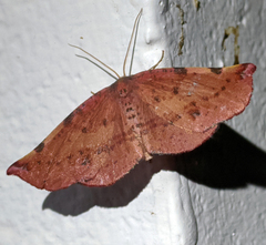 Onycodes traumataria