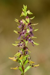 Genoplesium morrisii