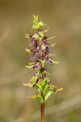 Genoplesium morrisii