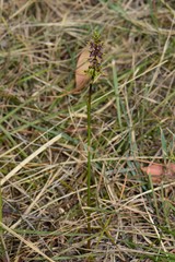 Genoplesium morrisii