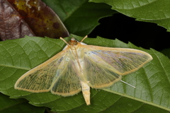 Palpita flegia