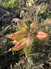 Astragalus curtipes