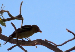Piranga ludoviciana