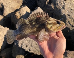 Sebastes rastrelliger